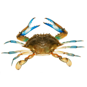 Crab