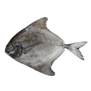 Black Pomfret