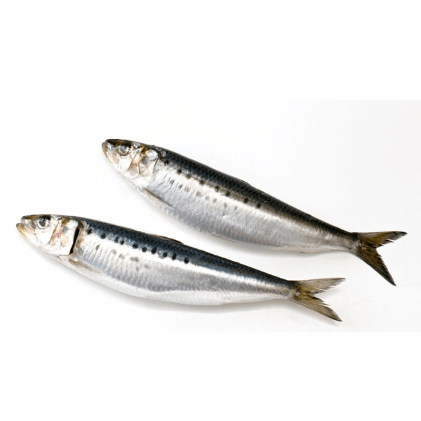 sardine