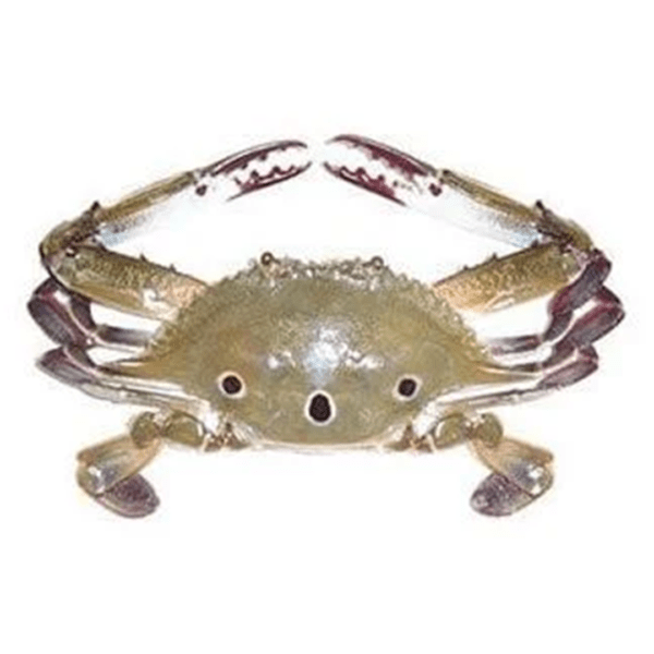 crab