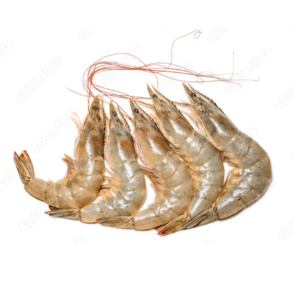 Prawn