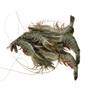 Tiger prawn